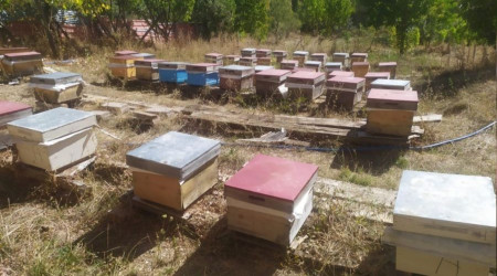 Alucra'daki arı ölümleri inceleniyor