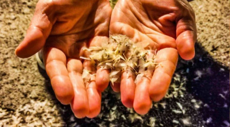 Ardahan'da kelebeklerin "ölüm uçuşu" başladı