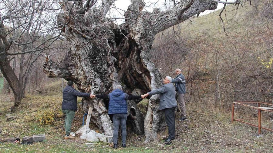 Asırlık ceviz ağaçları zamana meydan okuyor