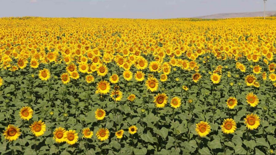 Ayçiçeği tarlalarında eşsiz manzaralar