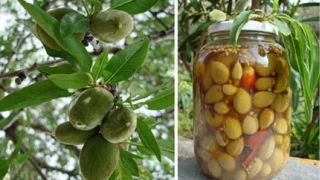 Badem Çağlası Turşusu ile şifa kavanoza giriyor