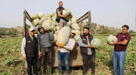 Balkabağının tarladan sofraya yolculuğu başladı