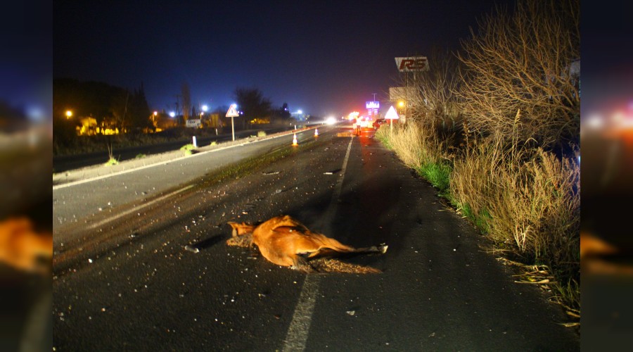 Başıboş atlar tehlike saçıyor