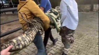 Beykoz'da Nil timsahı, anakonda yılanı ele geçirildi