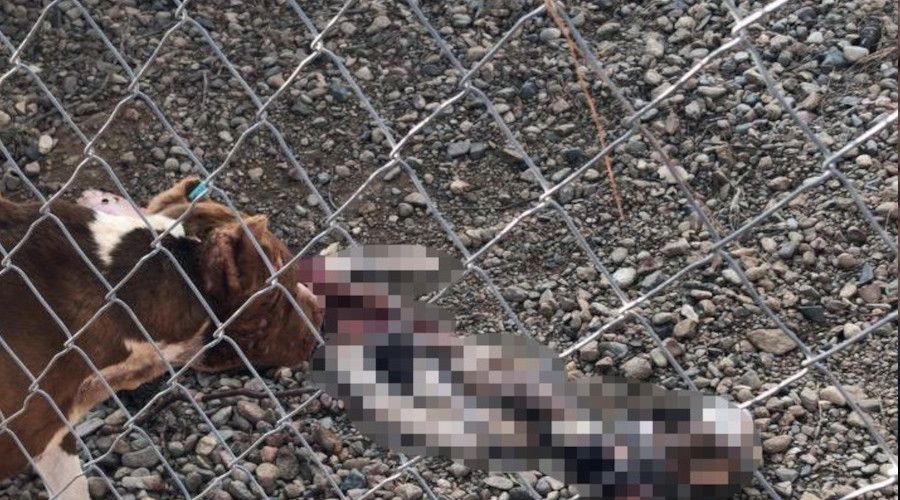 Çanakkale Belediye Barınağı'nda aç kalan pitbulllar birbirini parçaladı