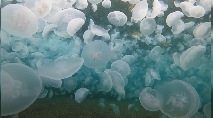 Çanakkale Boğazı'nda korkutan görüntü