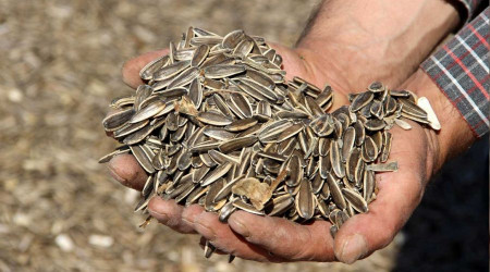 Çekirdek üreticileri ithalattan dertli