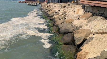 Denizdeki kirliliğin nedeni Alg Patlaması