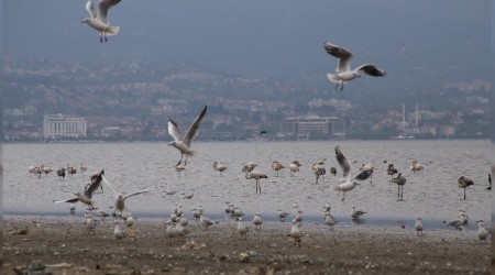 Denizin üstünü yüzlerce kuş kapladı
