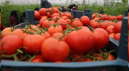 Domateste hedef büyük