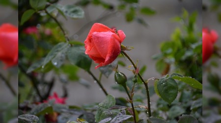 ‘Dünya fakirliği ahirette zenginliktir’