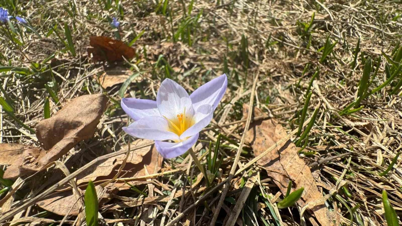 Dünyada sadece Kocaeli'de var
