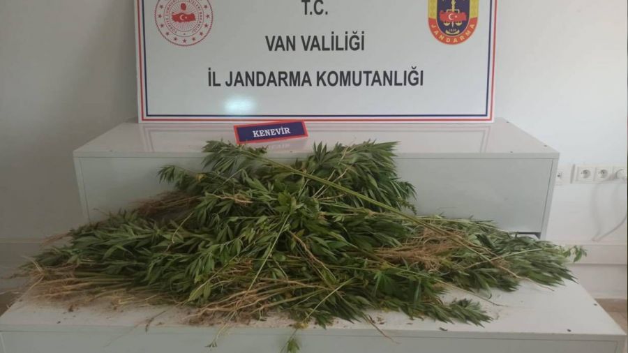 Erciş'te 237 kök Hint keneviri ele geçirildi