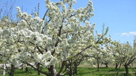 Ereğli'de kiraz bahçeleri beyaza büründü