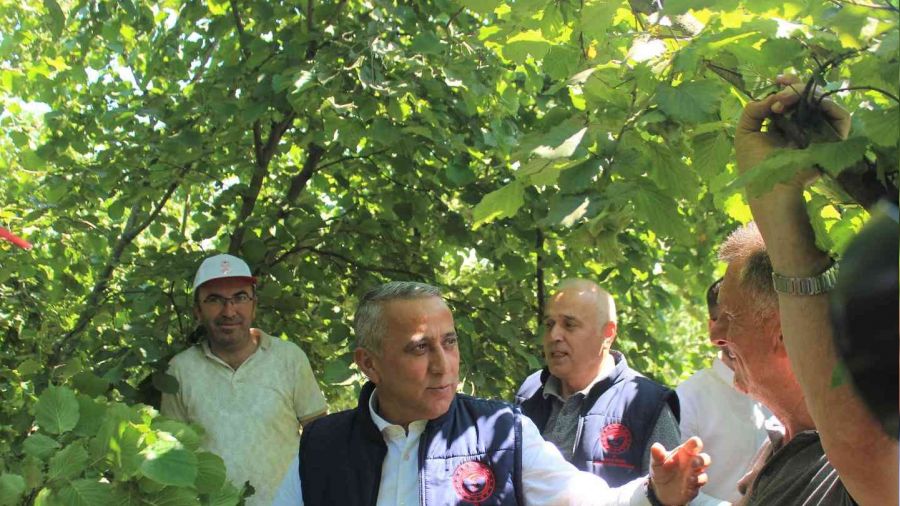 Fındıkta rekolte çalışmaları başladı