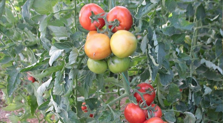 Fransız halkı gıdayı Türk halkından daha ucuza tüketiyor