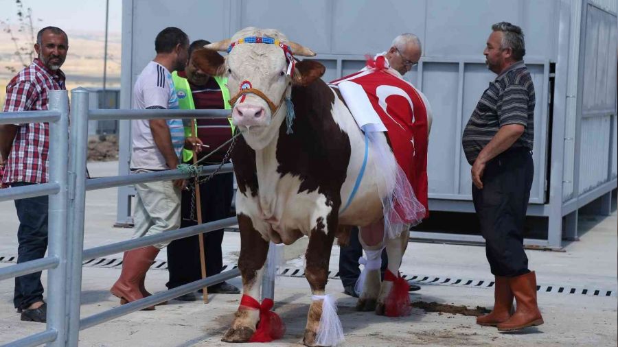 Glba'nn en gzel kurbanlklar seilecek