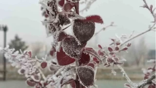 Göle eksi 13 derece: Ağaçlar kırağı tuttu