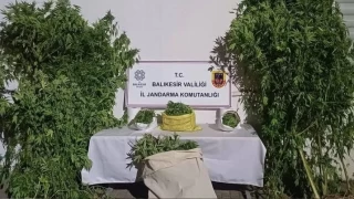 Gönen'de kamu arazisinde kenevir yetiştirmişler