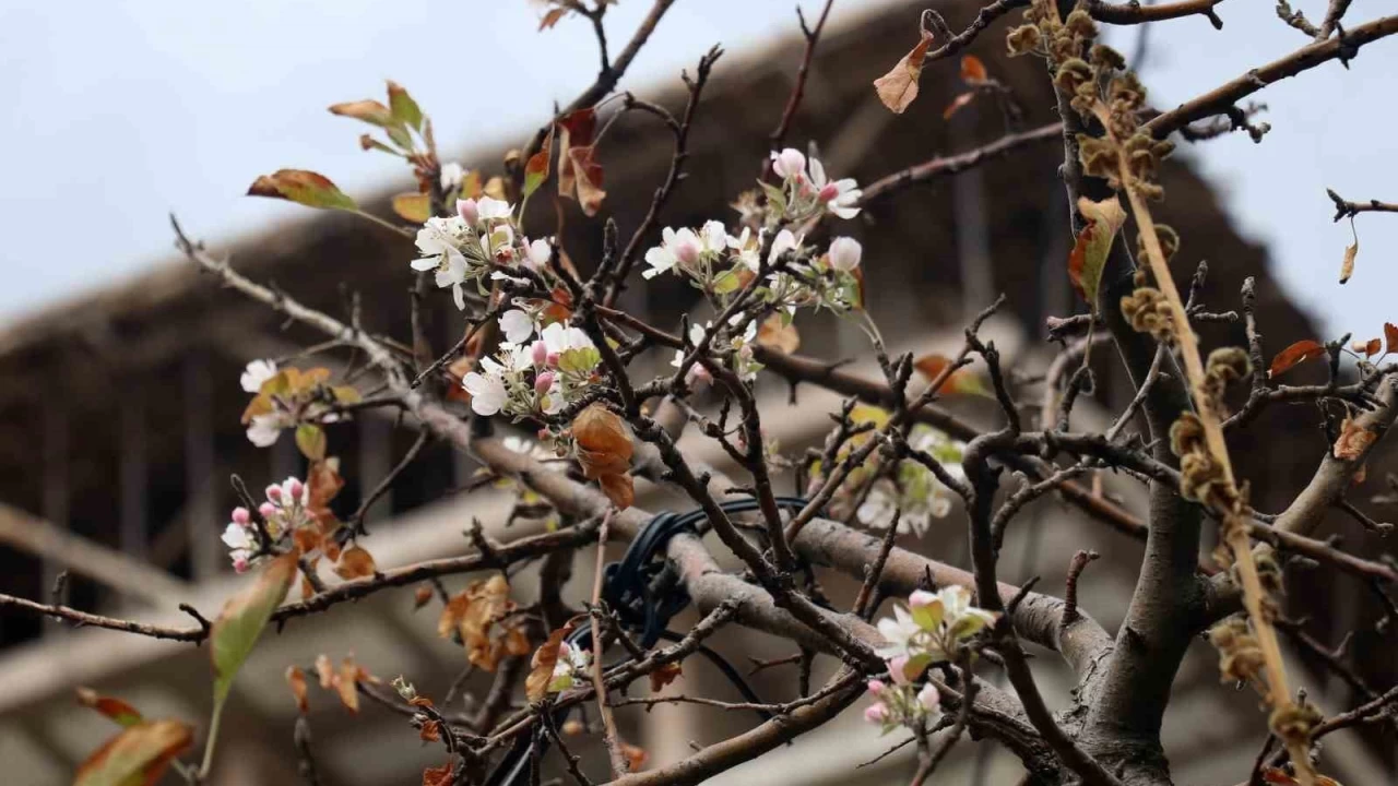 Gümüşhane'de elma ağacının Kasım sürprizi