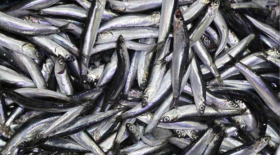Hamsi Batı Karadeniz'i terk ediyor