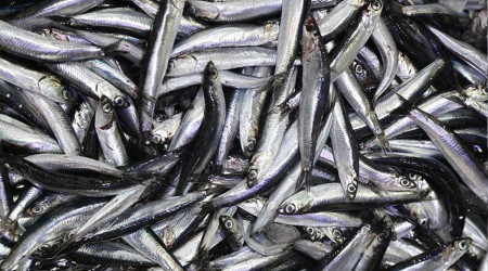Hamsi Batı Karadeniz'i terk ediyor