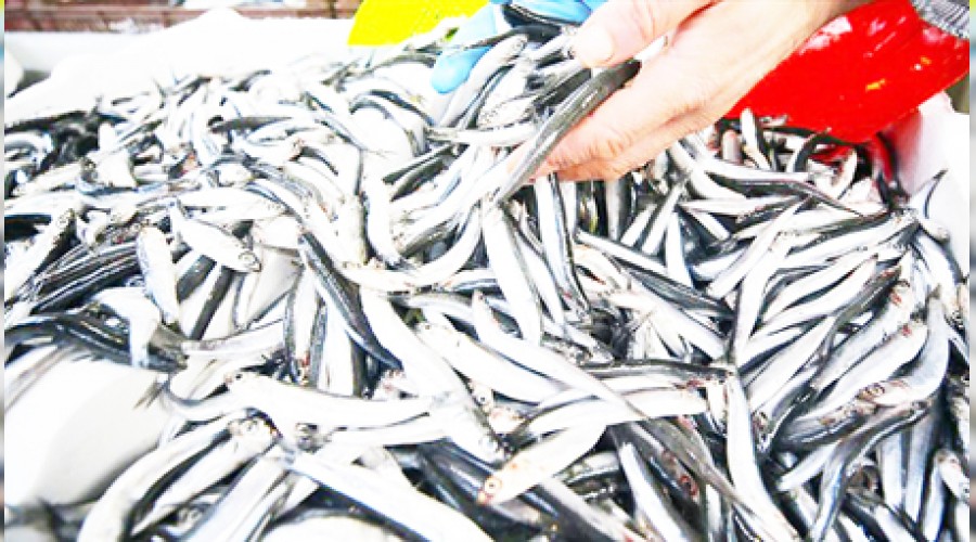 Hamsi Gürcistan'dan geliyor