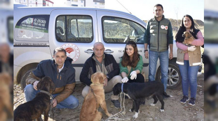 Hayvanlara mikroçip taktılar