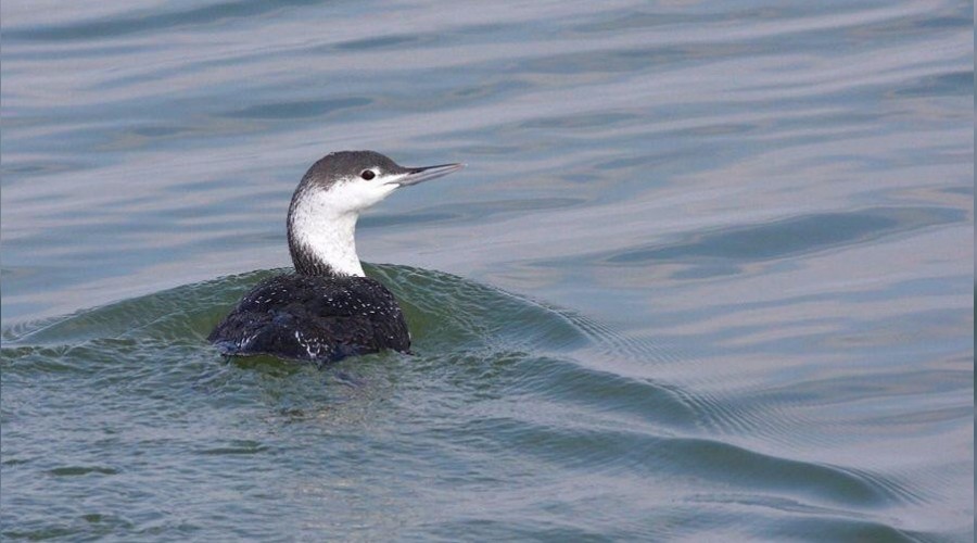 Hersek'te nadir kuş keşfedildi