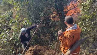Hopa'da 5 hektarlık alanı küle çeviren yangınla mücadele sürüyor