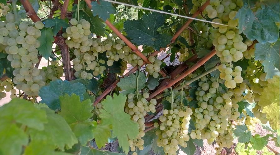 Iğdır'da üzüm hasadına sayılı günler kaldı