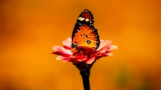 İmam Musa Kazım’ın hayatından