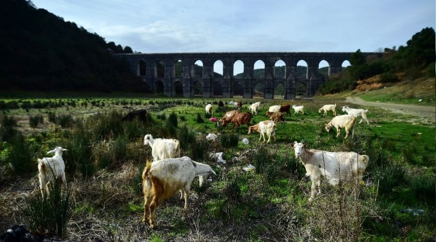 İstanbul'da kuruyan baraj koyunlara kaldı