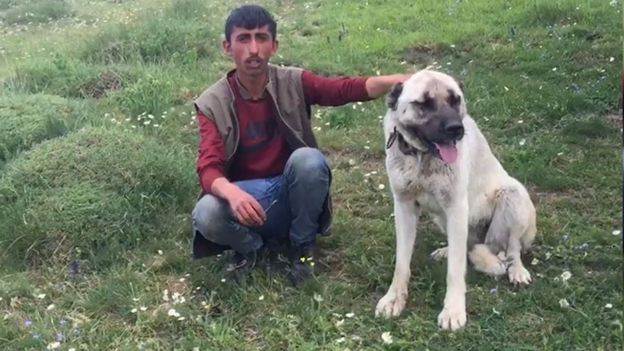 Kangal köpeği ayıdan sürüyü kurtardı
