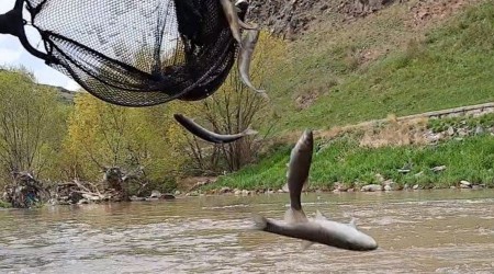 Kars'ta balıkların ölüm göçü sürüyor