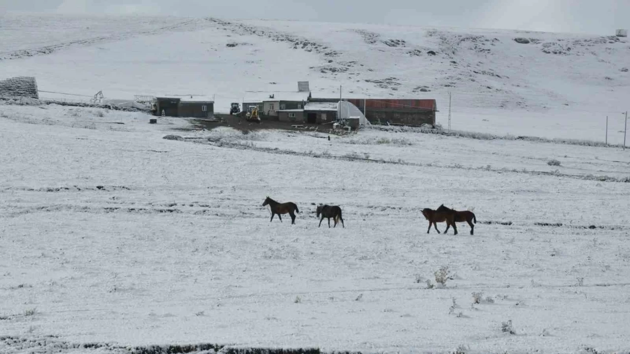 Kars'ta yksek kesimler beyaza brnd