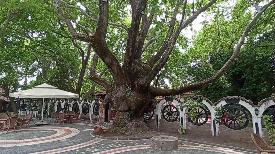 Kazdağları'ndaki anıt ağaçlar turizme kazandırılıyor