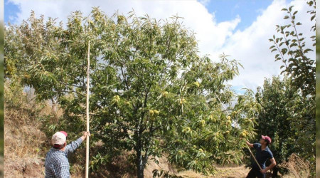 Kestanede verim düşük, fiyat iyi