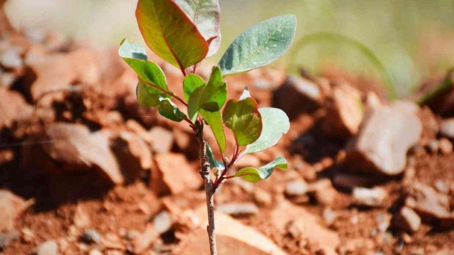 Kilis'te Antep fıstığı ormanı oluşturuldu