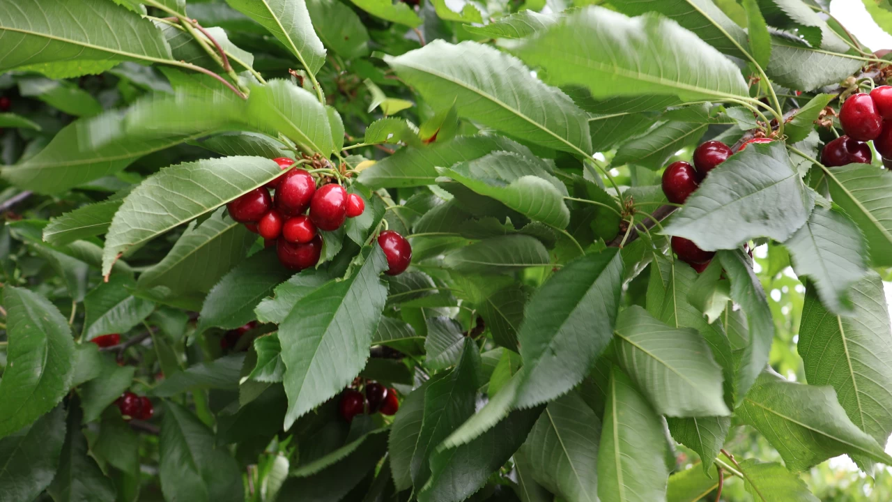 Kirazda hasat coşkusu başladı