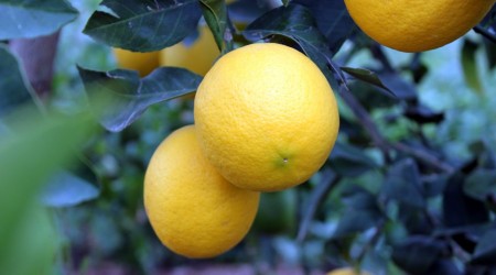 Korona limon fiyatlarını fırlattı