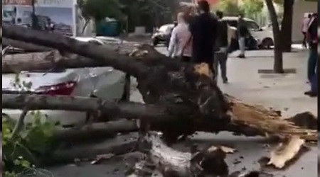 Küçükçekmece'de ağaç gövdesinden kırıldı