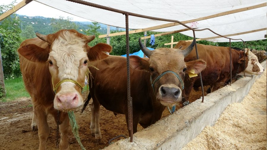 Kurbanlık fiyatları uçuyor