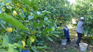 Limonda hasat dnemi: Tarlada fiyat 6-7 TL