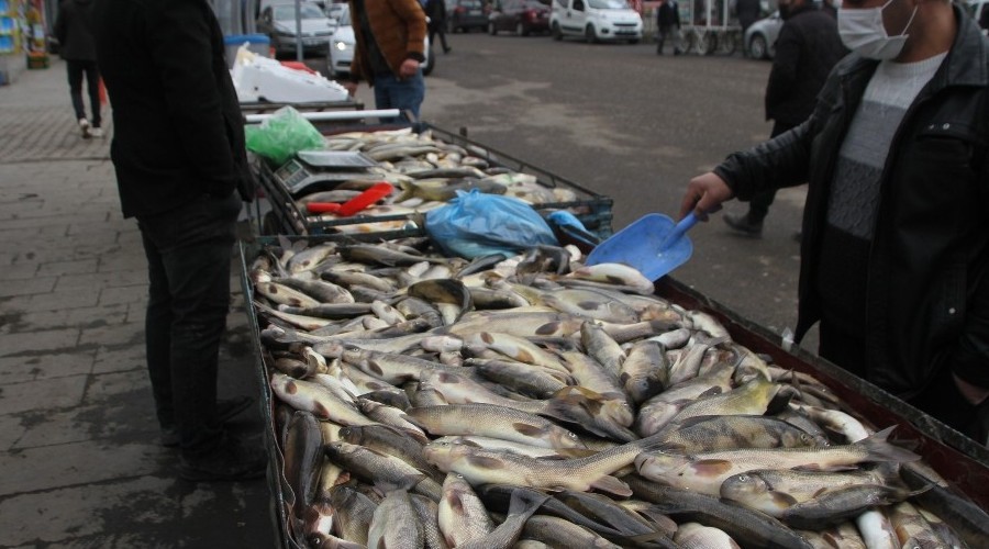Malazgirt'te balık bereketi