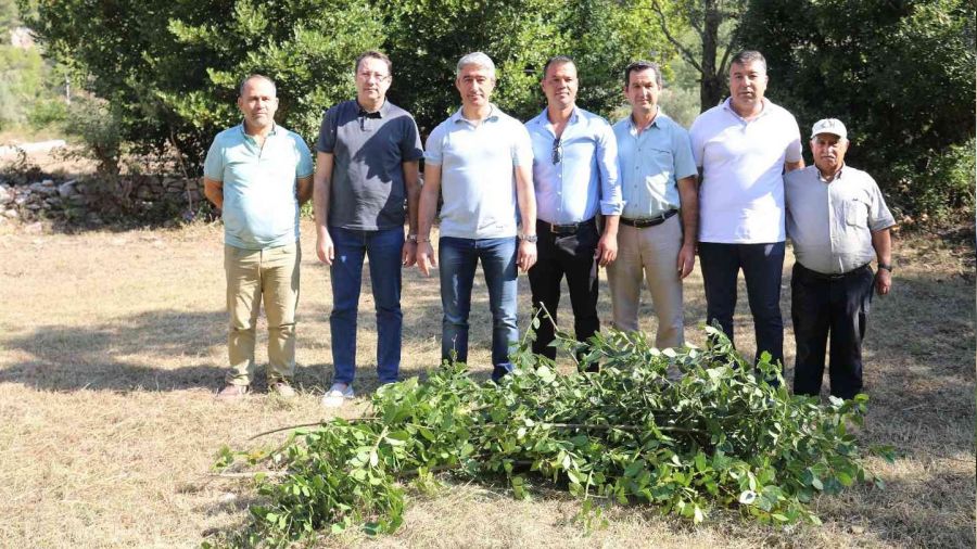 Marmaris Belediyesi'nden defne atağı