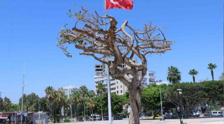 Mersin'deki asırlık ağacın zehirlenmesiyle ilgili 3 şüpheli gözaltına alındı