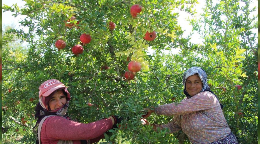 Nar, üreticisinin yüzünü güldürecek