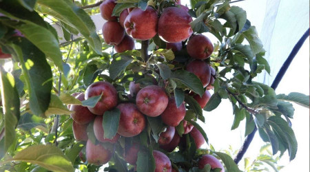 Niğde elmasının hasadı başladı