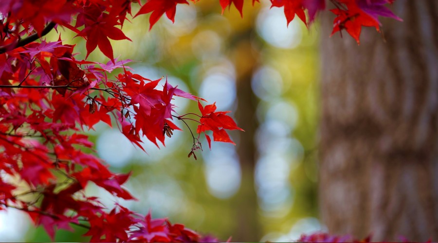 ‘O, asla kaybolmaksızın gaiptir’
